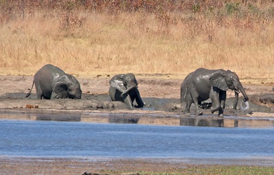 WID_4547.1.elephants.mud